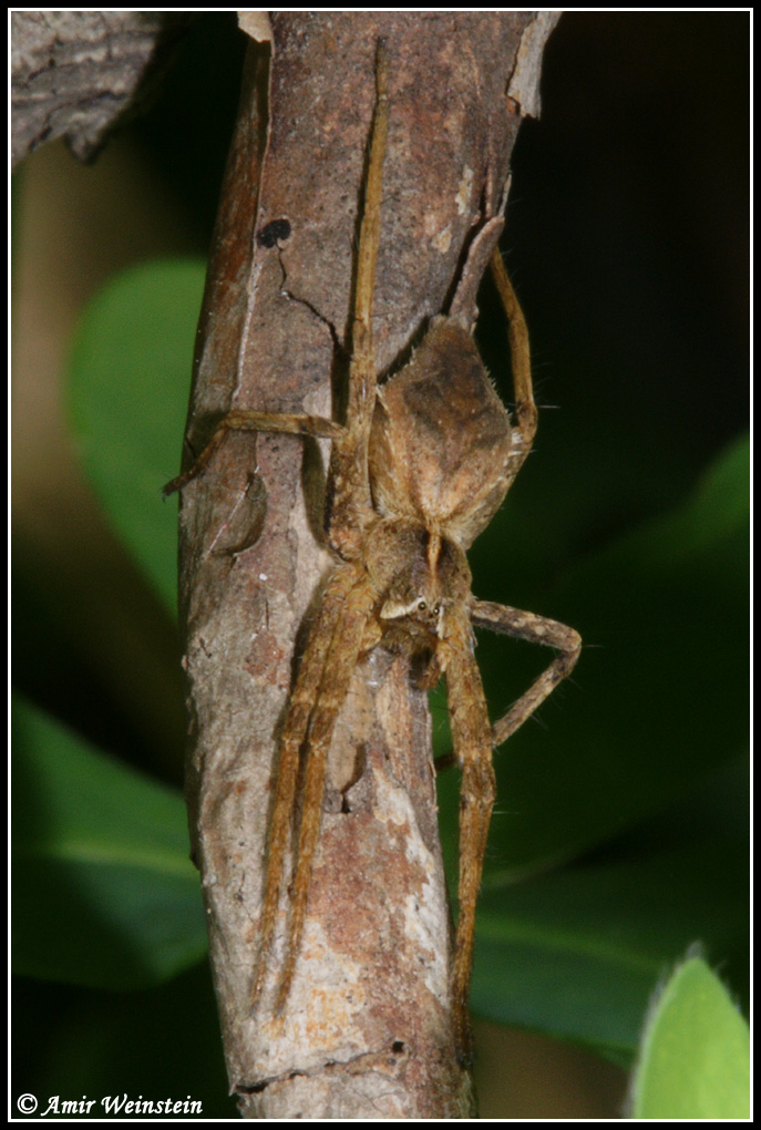 Araneae d''Israele